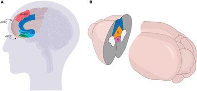 Defining the interconnectivity of the medial prefrontal cortex and ventral midbrain